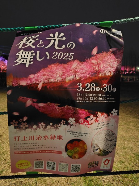 桜と光の舞い2025-1