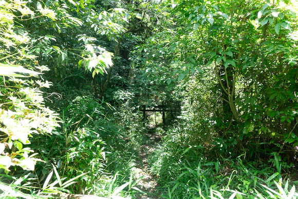 龍王山 下り20240621