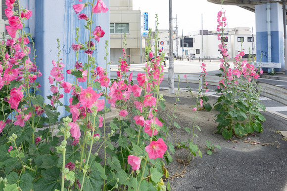 郡津 タチアオイ 202405248