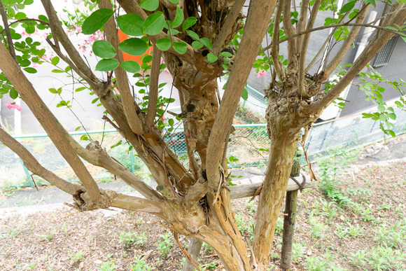 星田公園 サルスベリ 20240820-6