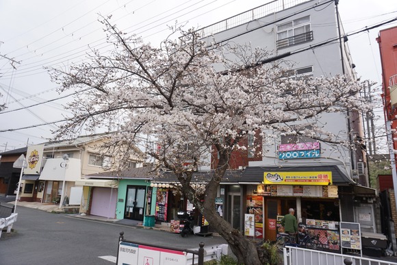 河内磐船駅前の桜-2