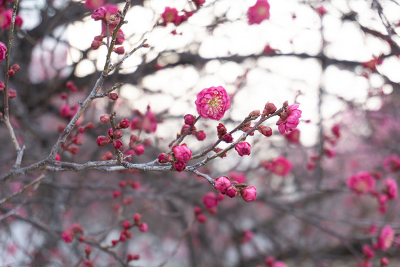 交野女子学院の梅 20250227-3
