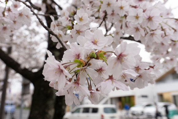 妙見口 桜 20250405-2