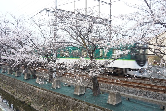 松塚の桜並木-20260329-5