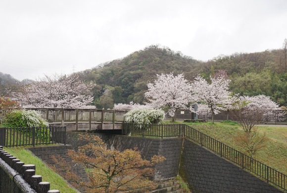 私市かささぎ橋近くの桜 202604-3
