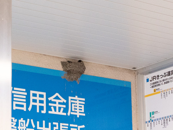 その姿、もしかして卵を温めている？JR河内磐船駅のツバメの様子