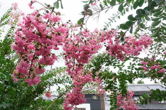 星田公園 サルスベリ 20240820-2