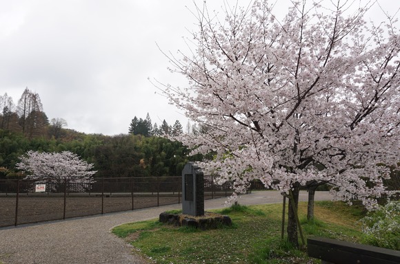 私市かささぎ橋近くの桜 202604-5