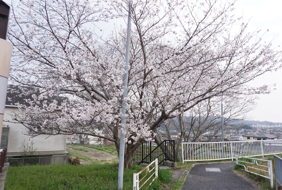 河内森駅前の桜-5