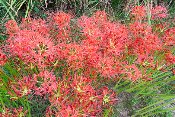 私市の田んぼ 20240930-7