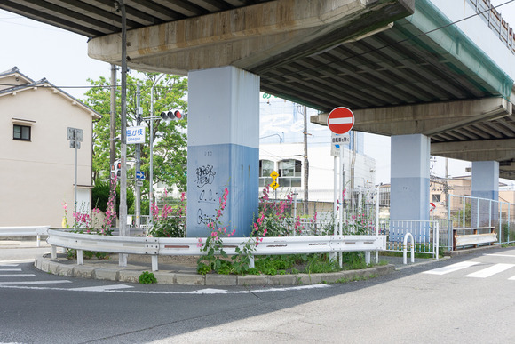 郡津 タチアオイ 202405241