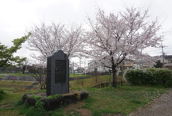 私市かささぎ橋近くの桜 202604-2