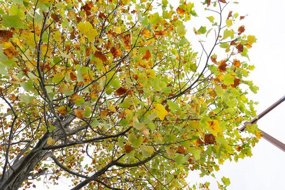 リニアパーク 紅葉 20241110-3