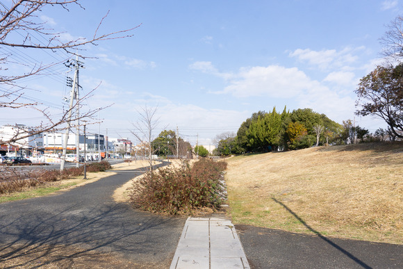 ヤギ除草 20250120-8