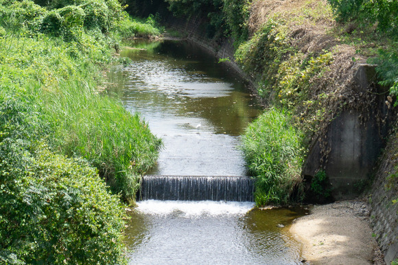 天野川のシラサギ 20240828-6