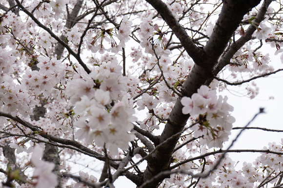 妙見河原の桜 20250405-9