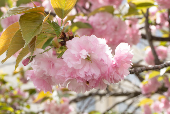 梅が枝の八重桜 202404156