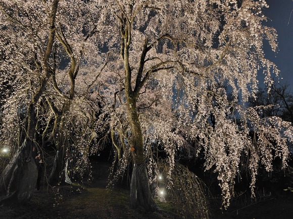 大阪公立大学附属植物園 夜桜 20250328-1