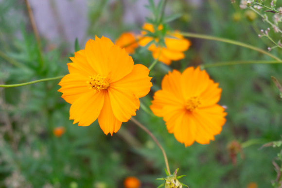 交野高校前のコスモス 20240927-5