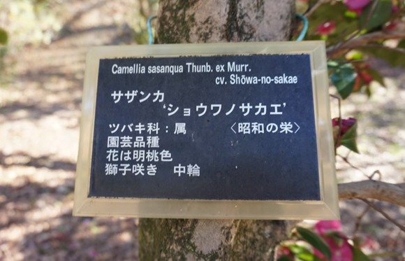 大阪公立大学附属植物園 20250118-4