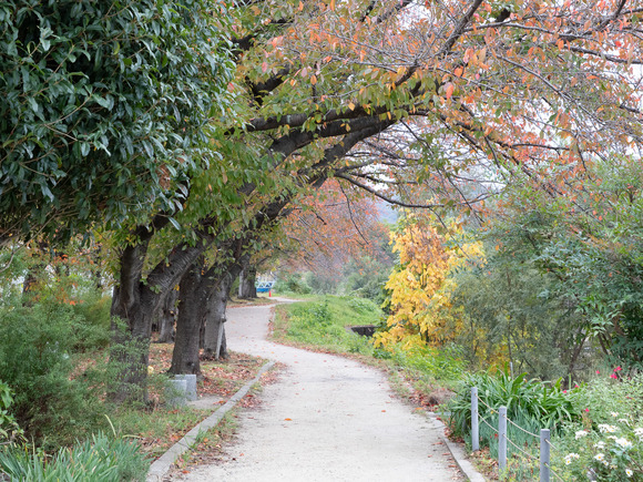 天野川 紅葉