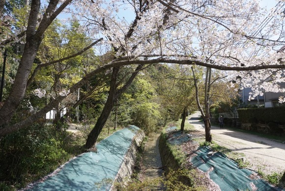 星田妙見宮前の桜 202404101