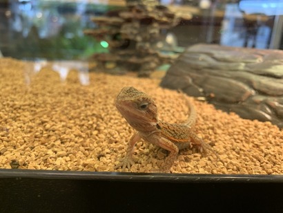 D2CEE015-9F08-48E2-A863-84F9B93C5AA5_1_105_c