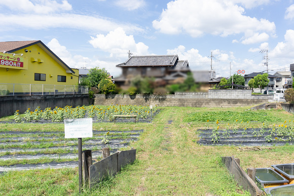 天野が原町の向日葵畑 20240912-2-2