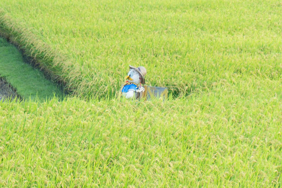 向井田の田んぼ 20240916-2