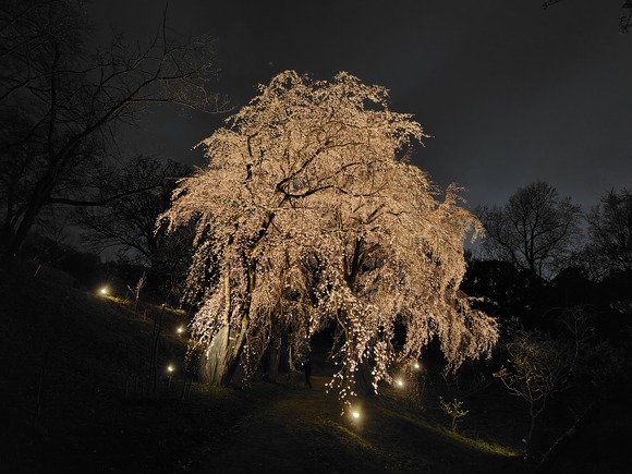 大阪公立大学附属植物園 夜桜 20250328-2