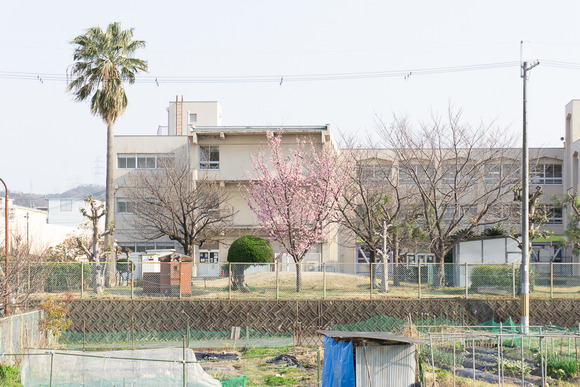 藤が尾小学校 20250323-2