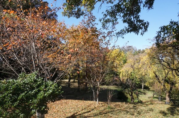 大阪公立大学附属植物園 20251118-7