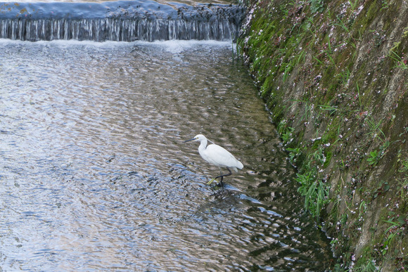 幾野のシラサギ 202404102