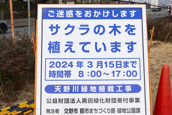 天野川緑地 桜の植樹 20250131-2
