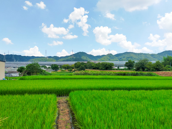 倉治の田んぼ 20240822-4