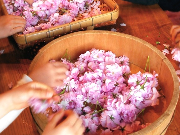食べるカタノ歳時記 桜1 soranosato