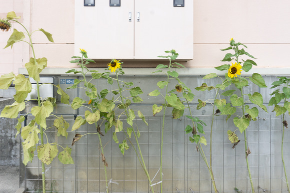 関西スーパー 倉治店 20250813-8