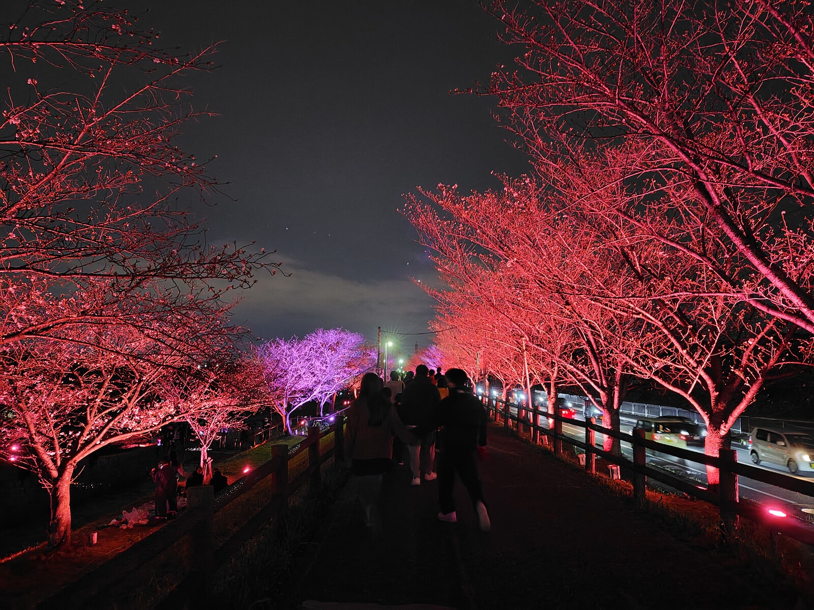 打上川治水緑地の「桜と光の舞い2025」に行ってみた！3月30日（日