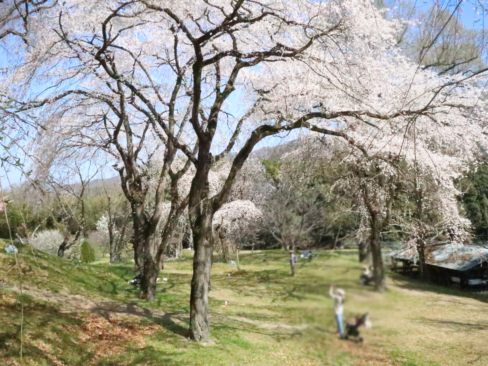 大学が見える公園 エクスポジションパーク クチコミ・アクセス・営業時間