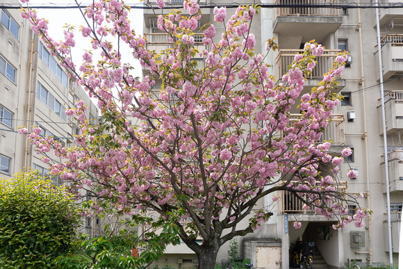 梅が枝の八重桜 202404151