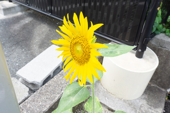 JA北河内 磐船支店 20240806-6