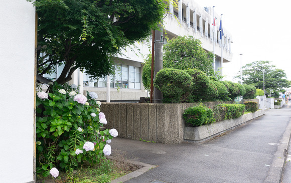 交野市役所 紫陽花 202406056