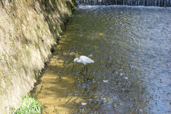 幾野のシラサギ 202404104