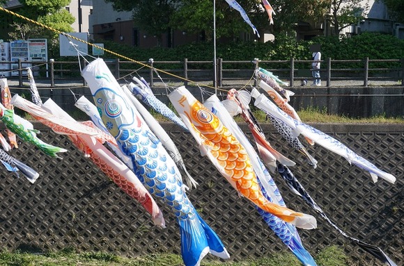 私市の鯉のぼり-20260505-7