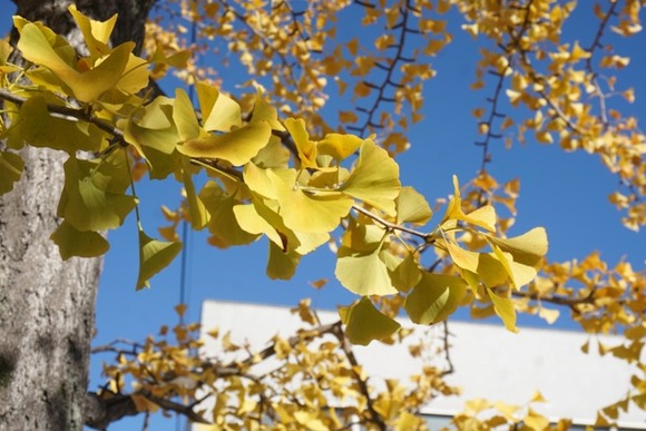 私部西のイチョウ 20251119-3