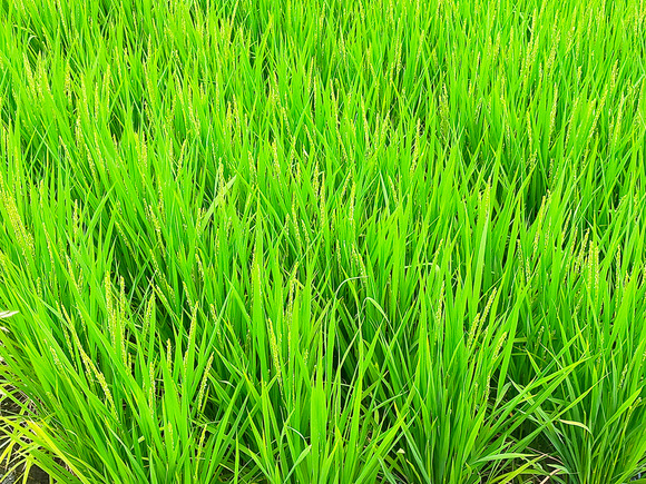 倉治の田んぼ 20240822-3