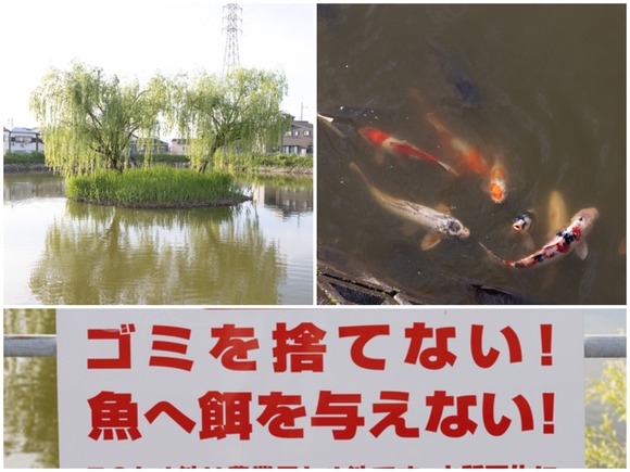 こんなところに！倉治の外池に錦鯉がぎょ〜さんおった。餌やりは
