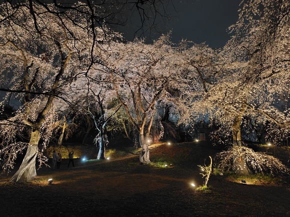 大阪公立大学附属植物園 夜桜 20250328-10