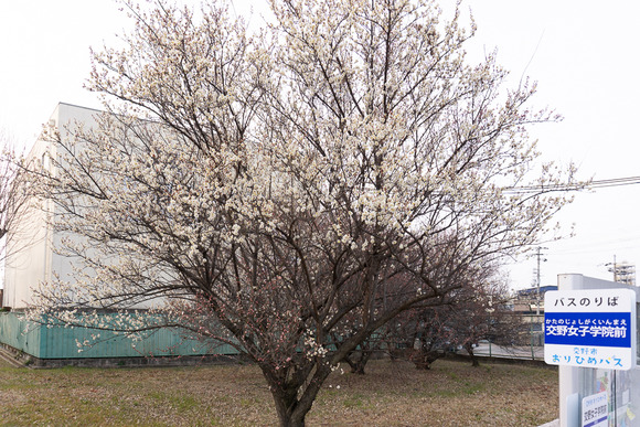 交野女子学院の梅 20250227-9