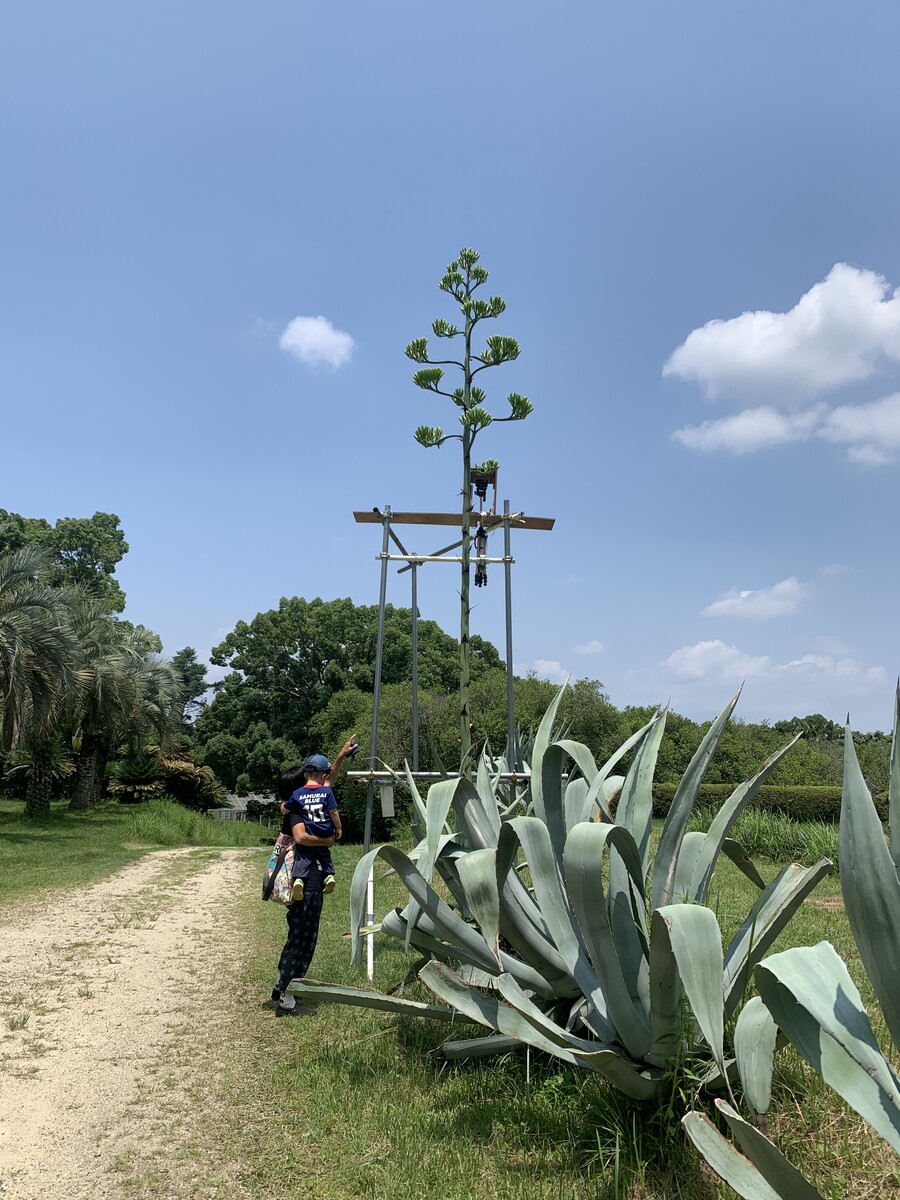 大阪市立大学附属植物園のアオノリュウゼツランが7/16に開花したみたい